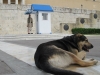 Athene-Syntagma-hond-600