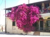 Chios-bougainville-600