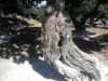 chios-mastiekboom-griekenland-600