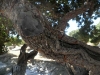 chios-mastiekboom-mastiek-griekenland-600