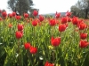 chios-tulpen-natuur-griekenland-600