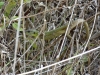 Corfu-Hagedis-leguaan-gouvia-600