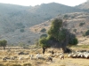 Evia-Karystos-geiten-600