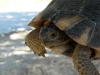 Evia-landschildpad-600