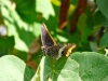 Evia-vlinder-600