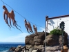 Griekenland-vakantie-fotos-Lesbos-inktvis-600