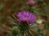 Imbros-kloof-Kreta-bloemen-paarse-distel-600