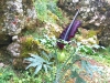 Imbros-kloof-Kreta-plant-600