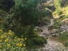 Imbros-kloof-kreta-bloemen-en-pad-600
