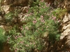 Imbros-kloof-kreta-bloemen-roze-600