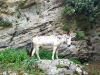 Imbros-kloof-kreta-ezel-600