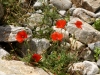 Imbros-kloof-kreta-klaprozen-600