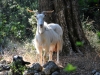 Kefalonia-berggeit-Ainos-gebergte-600