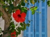 Kefalonia-bloem-luikjes-600