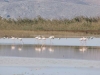kos-flamingos-alikes-meer-griekenland-600
