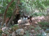 Kreta-Mili-kloof-geiten-600