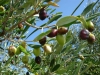 Kreta-olijven-600
