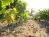 kreta-wijngaard-griekenland-600