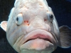 kreta-zee-aquarium-chersonissos-griekenland-600