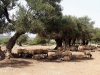 Kreta-schapen-600