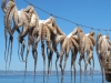 Lesbos-Skala-Sikaminia-inktvis-600