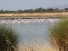 Lesbos-flamingos-zoutmeren-kalloni-600