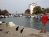 Lesbos-visser-Sykamia-600
