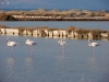lesbos-kalloni-flamingos-griekenland