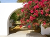 Parosland hotel bougainvillea