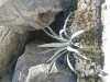 Rhodos-agave-rotsen-600