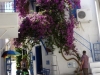 Skiathos-vakantie-bougainville-600