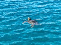 Caretta-Caretta-zeeschildpad-Zakynthos