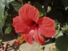Zakynthos-fiore-di-levante-600