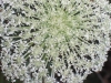 Zakynthos-bloemen-600