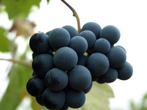 Griekse druiven op de Peloponnesos