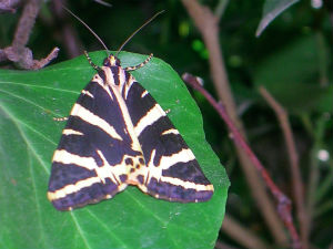 Vlinder in de vlindervallei op Rhodos