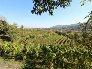 Wijngaarden van Dalamara Centraal Macedonie