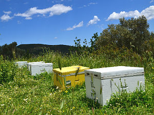 Bijenkolonies op Evia in Griekenland