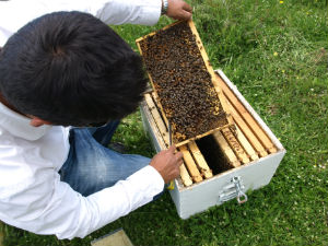 Bijen en honing op Evia Griekenland