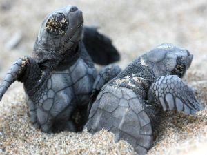 Zeeschildpadden op Kreta  © Archelon