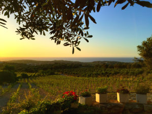 Agreco Farm Kreta fraai uitzicht en wijngaard