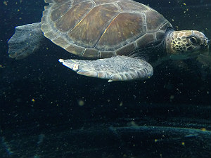 Griekenland.net adopteert zeeschildpad Retsina