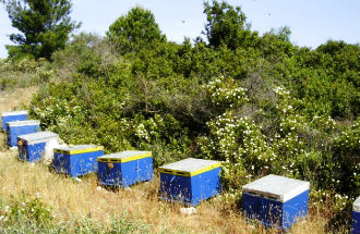 Honing van Thassos en Chalkidiki in Griekenland
