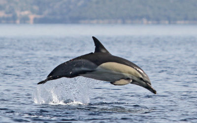 Griekenland.net adopteert dolfijn