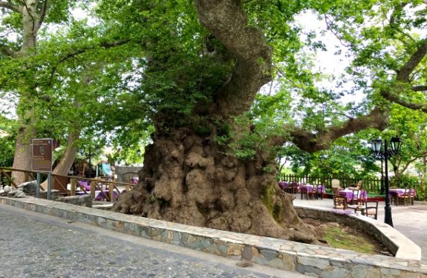 Krasi Kreta de oude plataan