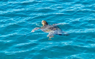 Caretta Caretta zeeschildpadden op Zakynthos