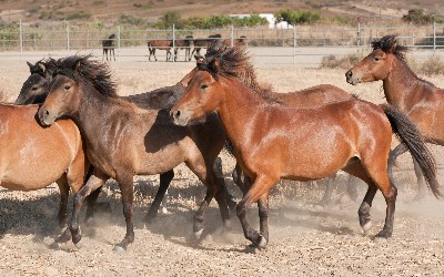 Een groepje Skyraanse Pony's