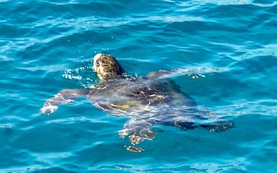 Caret zeeschildpad bij Zakynthos