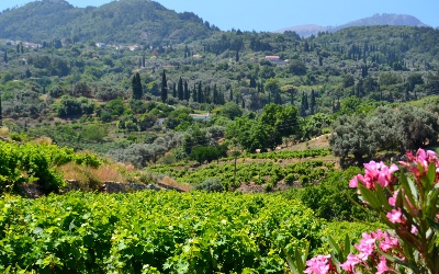 Wijngaarden op Samos met muskaatdruiven
