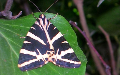 Vlinder in de vallei van Petaloudes